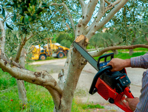 Tree Removal for Businesses in Geneva, AL